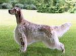 Do English Setters Point?