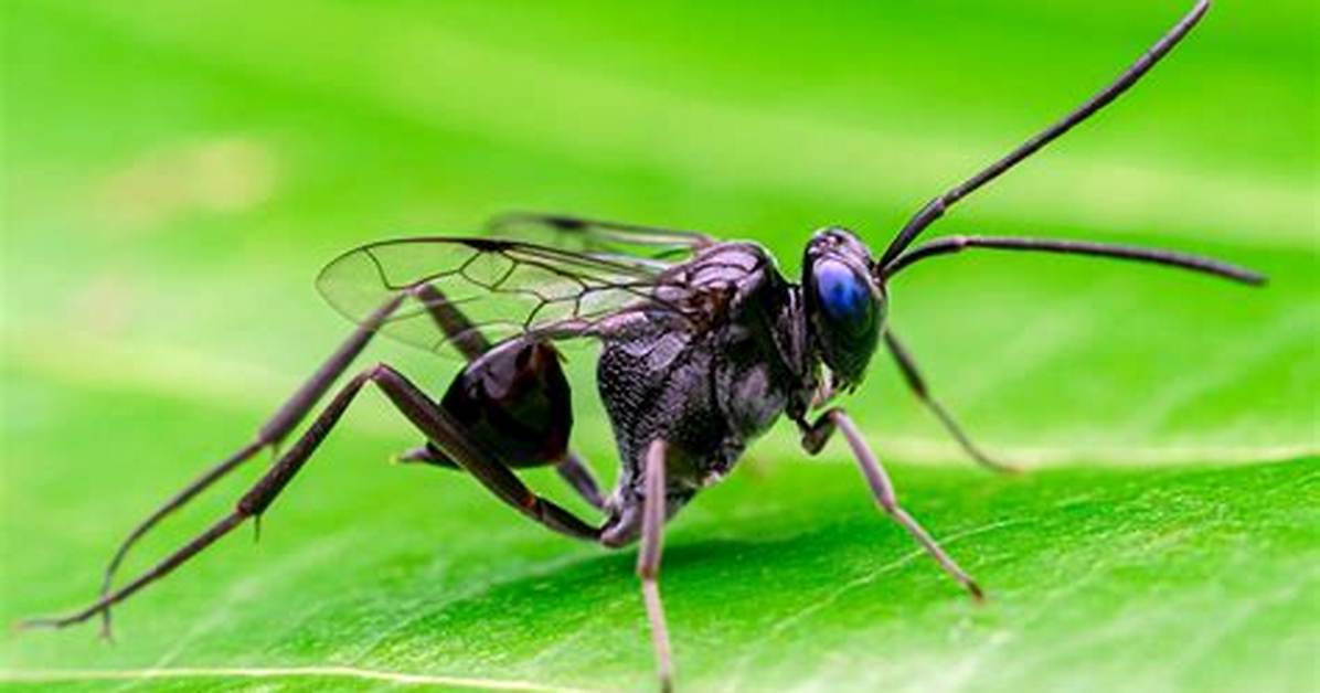Do Ensign Wasps Sting?
