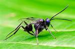 Do Ensign Wasps Sting?