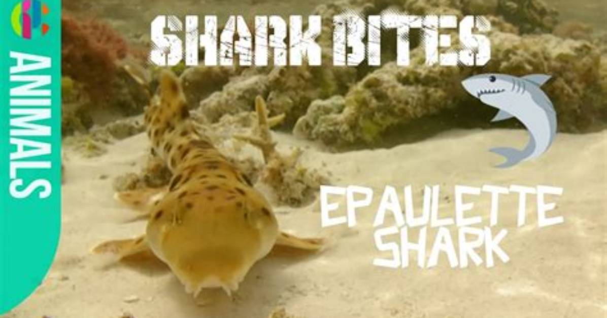 Do Epaulette Sharks Bite?