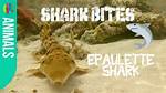 Do Epaulette Sharks Bite?