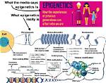 Do Epigenetics Passed on?