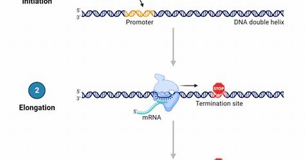 Do Eukaryotes Have a Terminator Sequence?