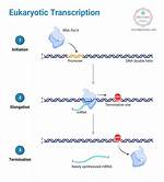 Do Eukaryotes Have a Terminator Sequence?