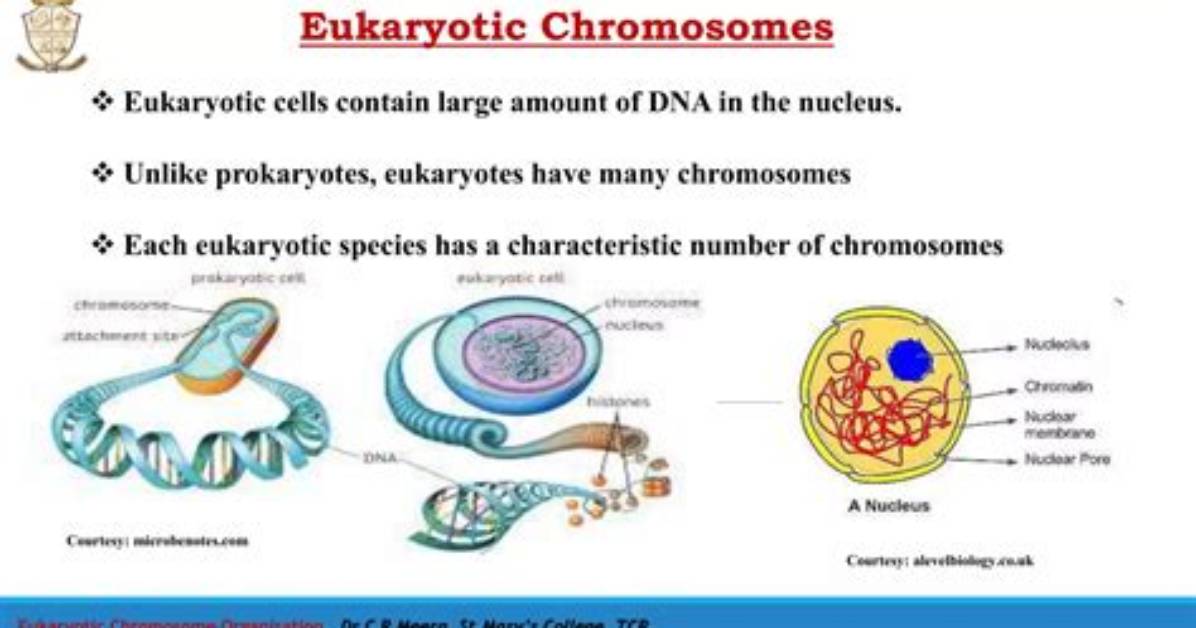 Do Eukaryotes Have Dna?