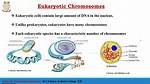 Do Eukaryotes Have Dna?