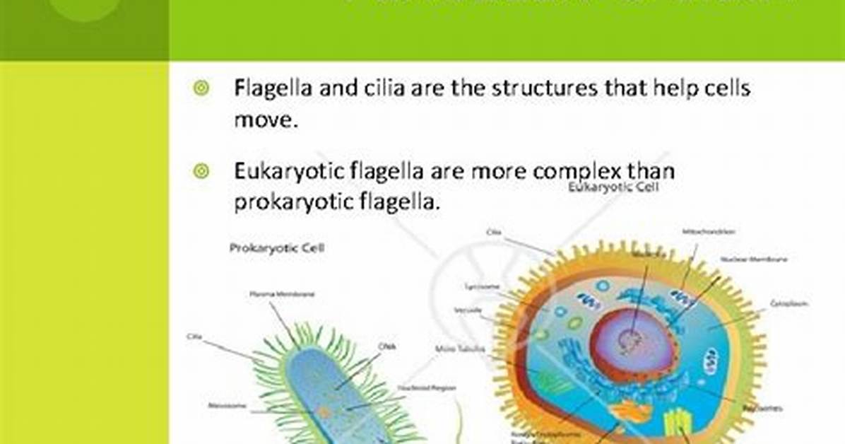 Do Eukaryotes Have Flagella