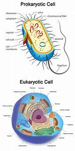 Do Eukaryotes Have Plasmids?