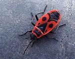 Do European Firebugs Bite?