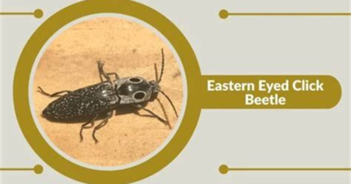 Do Eyed Click Beetles Bite