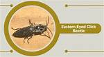 Do Eyed Click Beetles Bite
