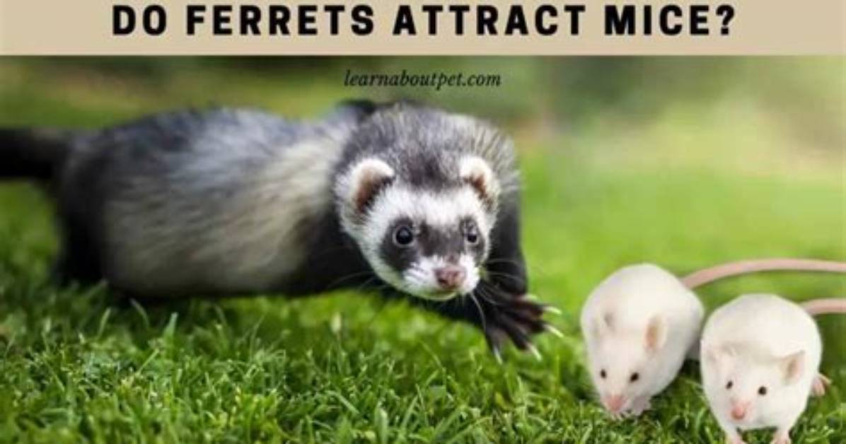 Do Ferrets Catch Mice