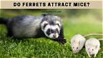 Do Ferrets Catch Mice