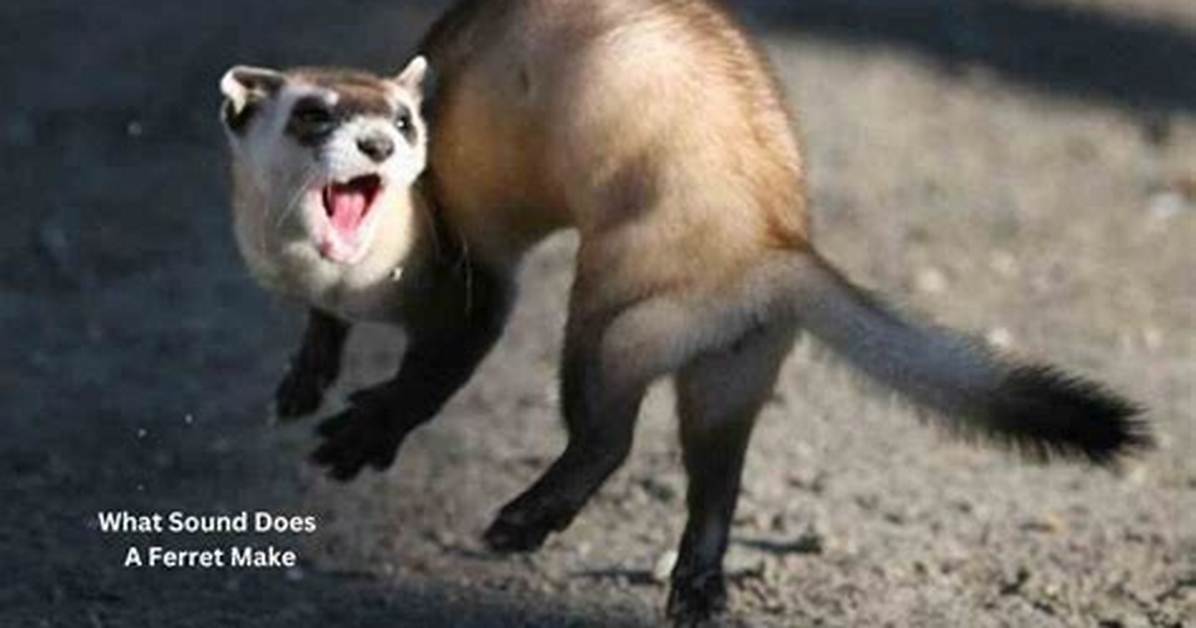 Do Ferrets Make Messes?