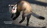 Do Ferrets Make Messes?