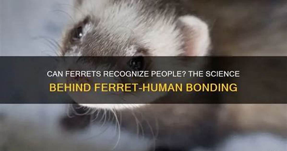 Do Ferrets Recognize Their Owners?