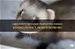 Do Ferrets Recognize Their Owners?