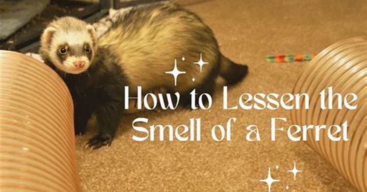 Do Ferrets Stink