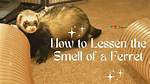 Do Ferrets Stink