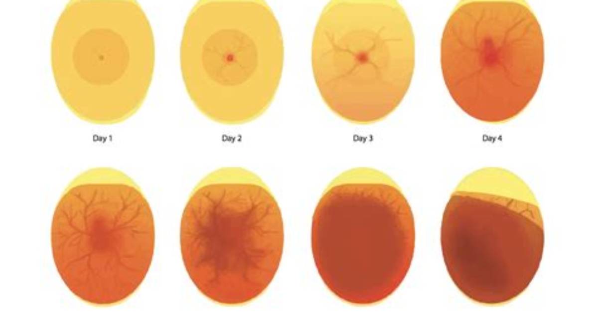 Do Fertile Eggs Float?