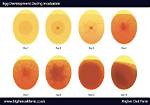 Do Fertile Eggs Float?