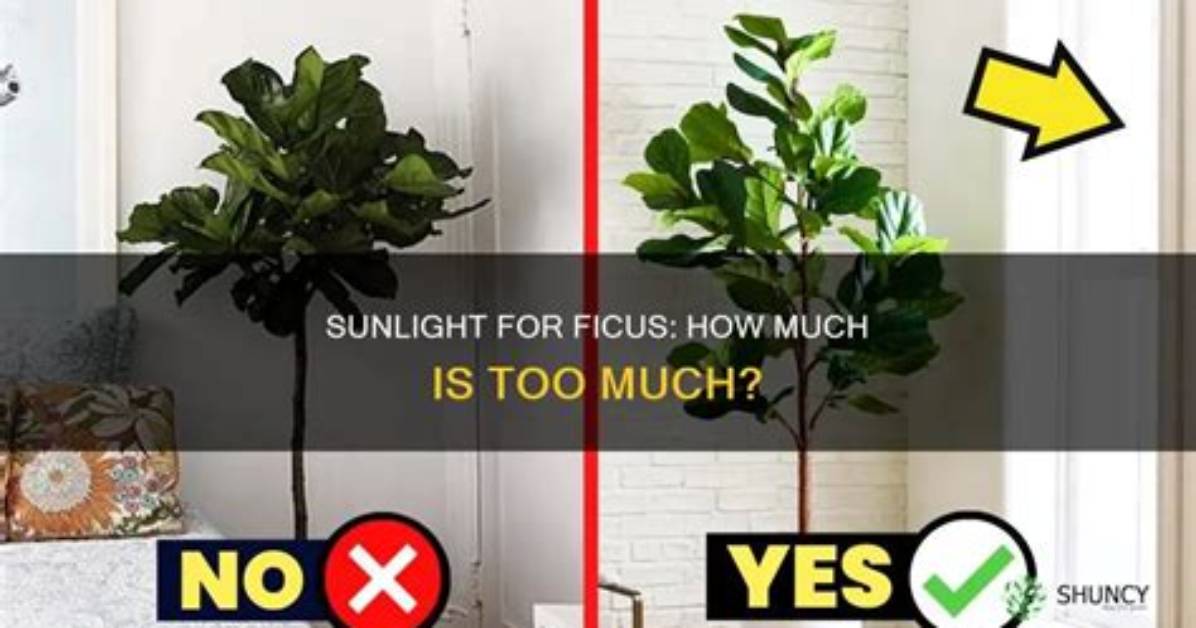 Do Ficus Need Light?