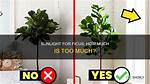 Do Ficus Need Light?