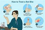 Do Field Rats Bite?