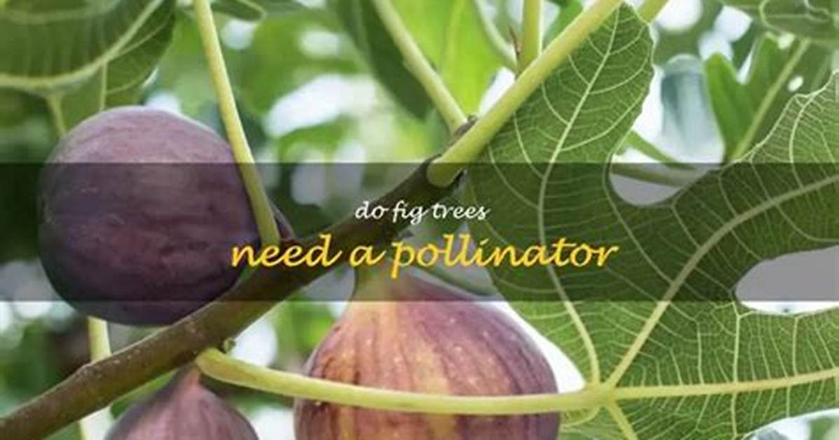 Do Fig Trees Need a Pollinator?
