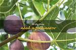 Do Fig Trees Need a Pollinator?