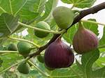 Do Figs Stretch out?