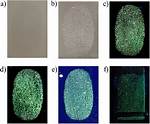 Do Fingerprints Increase Absorbance?