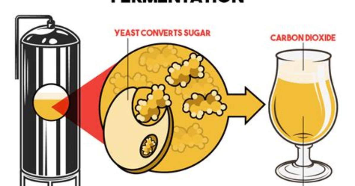 Do Finings Stop Fermentation?