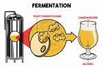 Do Finings Stop Fermentation?
