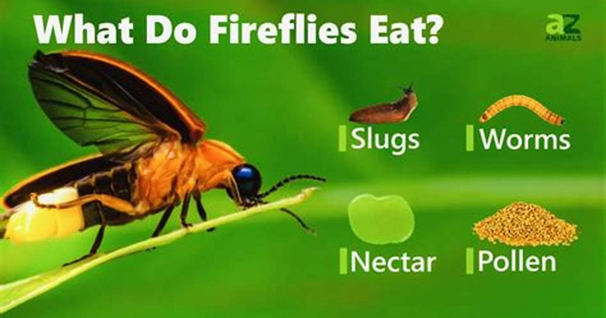 Do Fireflies Bite
