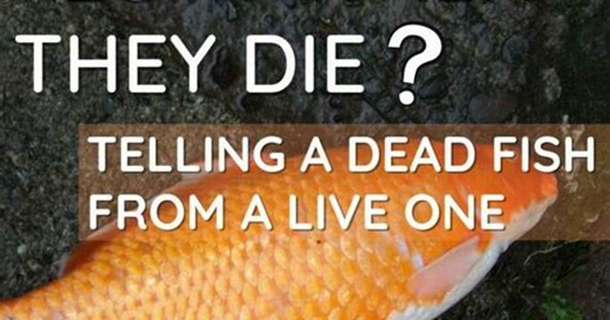 Do Fish Always Float When They Die?