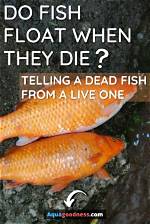 Do Fish Always Float When They Die?