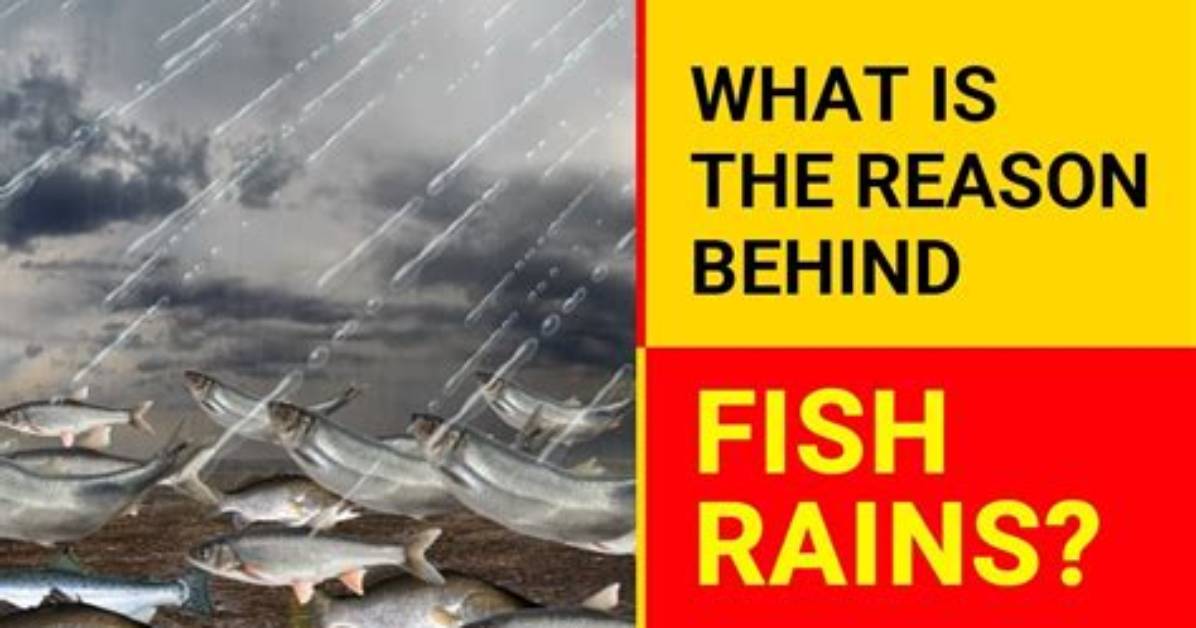 Do Fish Bite When It Rains?