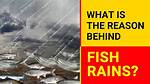 Do Fish Bite When It Rains?