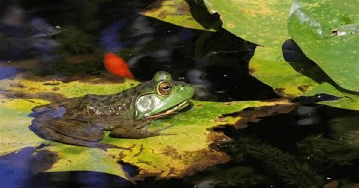 Do Fish Eat Frog Spawn?