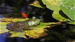 Do Fish Eat Frog Spawn?