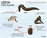 Do Fish Eat Leeches?
