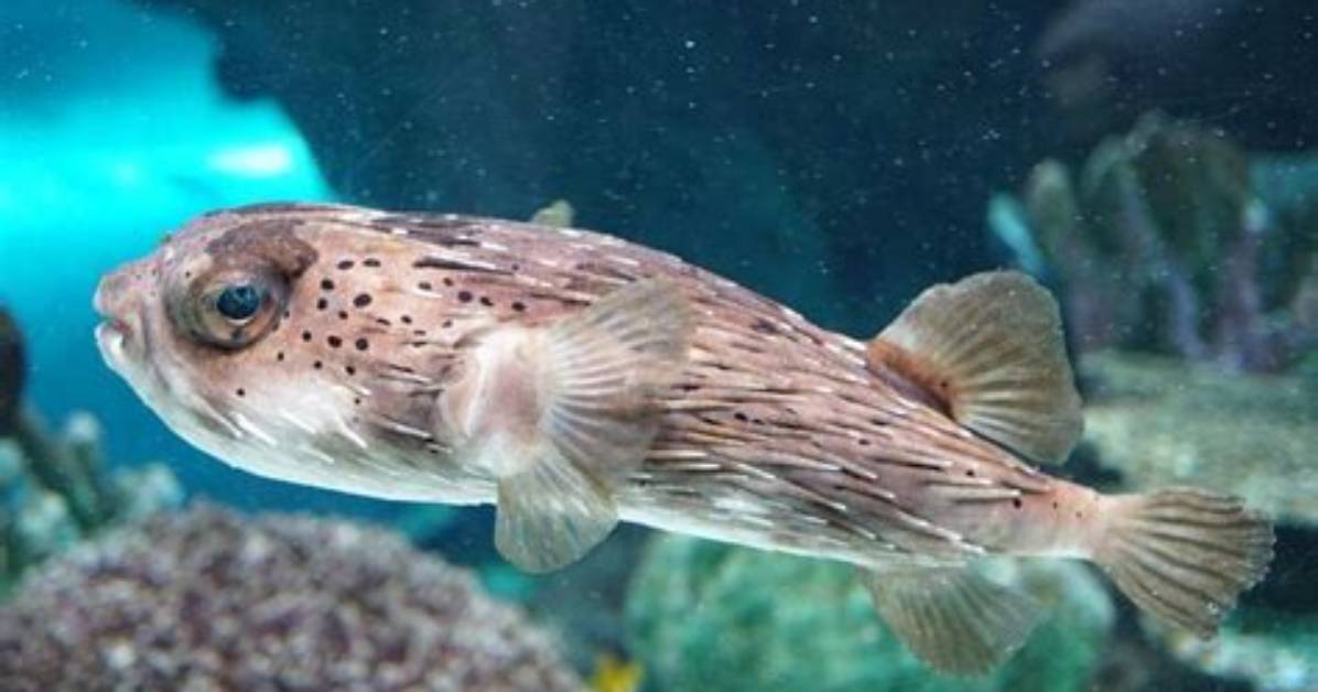 Do Fish Get Abused?