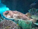 Do Fish Get Abused?