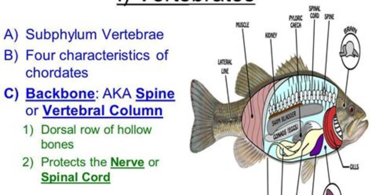 Do Fish Have Backbones