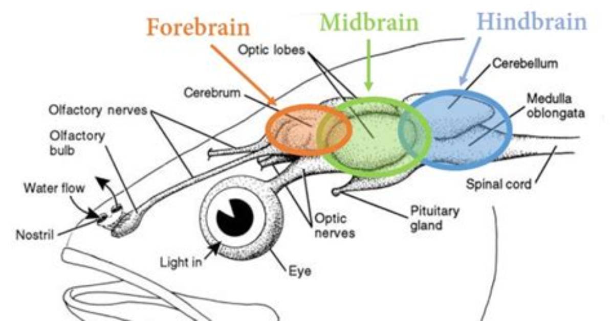 Do Fish Have Midbrain?