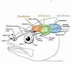 Do Fish Have Midbrain?