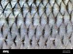 Do Fish Have Skin?