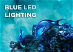 Do Fish Like Blue Light?