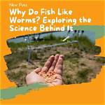 Do Fish Like Weenies?